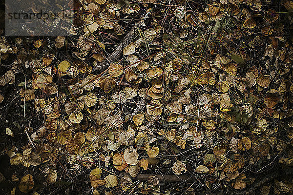 Hochwinkelaufnahme von trockenen Blättern auf einem Feld im Wald