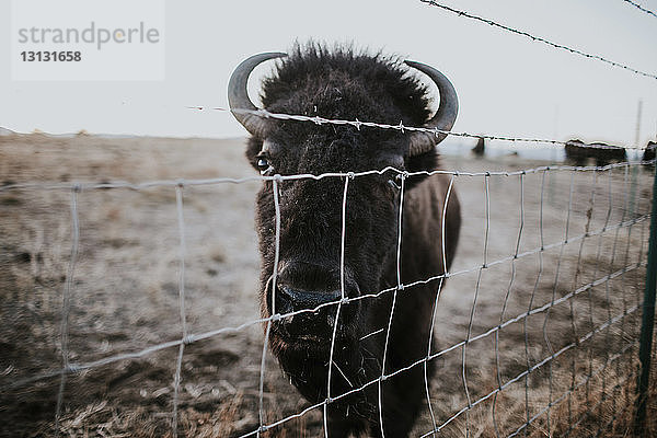 Porträt des amerikanischen Bisons am Zaun auf dem Feld