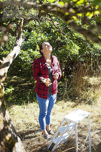 Frau hält Äpfel  während sie auf dem Feld im Obstgarten steht
