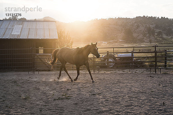 Pferderennen auf einer Ranch