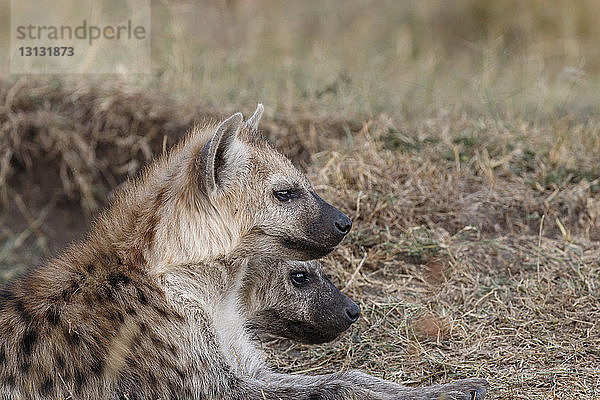 Nahaufnahme von auf dem Feld sitzenden Hyänen in der Maasai Mara National Reserve