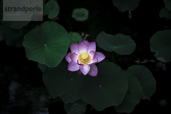 Draufsicht auf die im Teich wachsende Lotus-Seerose