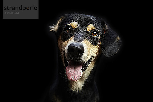 Nahaufnahme-Porträt eines hechelnden Hundes vor schwarzem Hintergrund
