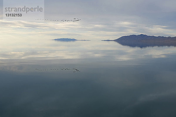 Landschaftliche Ansicht der Vogelspiegelung am Großen Salzsee