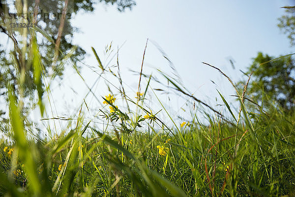 Gelbe Blumen wachsen auf Grasfeld vor klarem Himmel