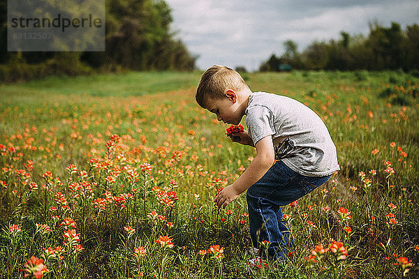 Seitenansicht eines auf dem Feld stehenden Jungen  der Blumen pflückt