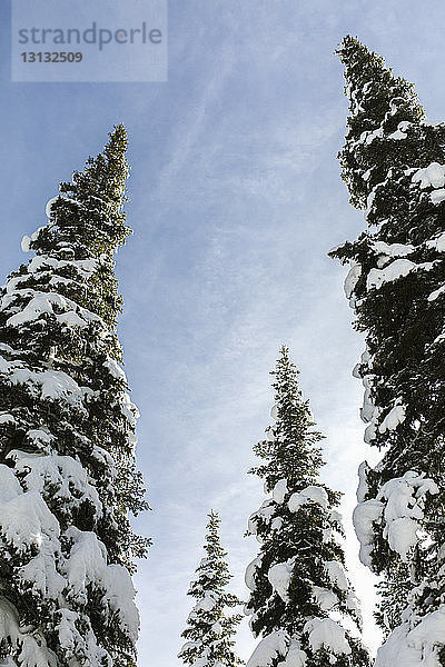 Niedrigwinkelansicht von schneebedeckten Bäumen gegen den Himmel im Wald