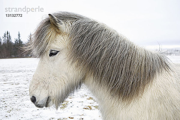 Seitenansicht eines Islandpferdes  das im Winter auf dem Feld steht