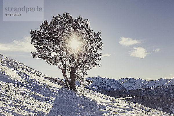 Baum wächst auf schneebedecktem Berg gegen den Himmel