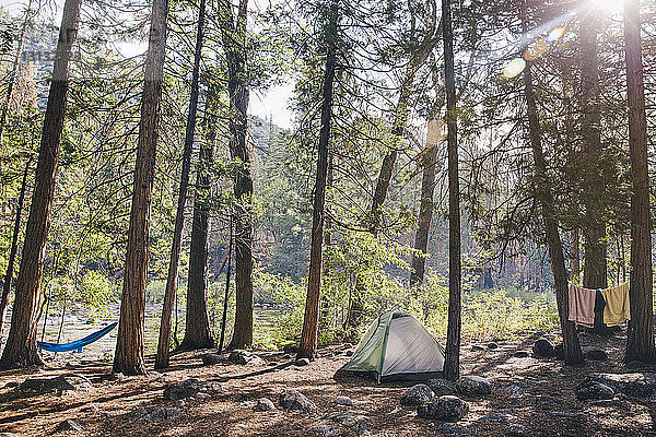 Zelt im Wald an einem sonnigen Tag