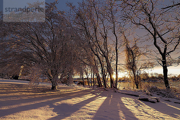 Szenische Ansicht von schneebedeckten kahlen Bäumen bei Sonnenuntergang