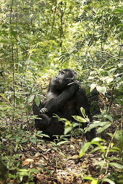 Schimpanse schaut weg  während er sich auf dem Feld inmitten von Pflanzen im Wald entspannt