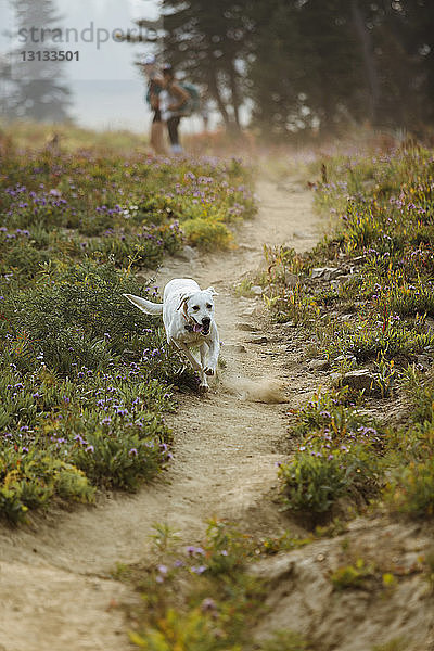 Auf dem Feld laufender Hund