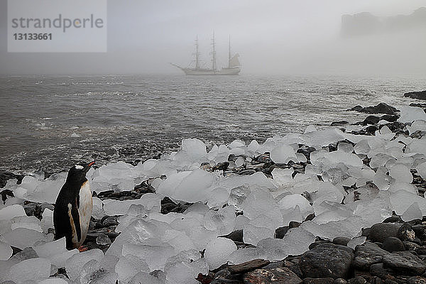 Pinguin schaut weg  während er bei nebligem Wetter inmitten von Eis an der Küste am Meer steht