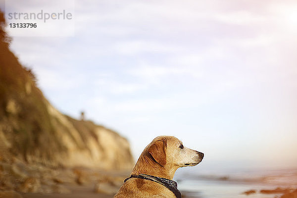 Labrador Retriever schaut weg  während er sich am Strand entspannt