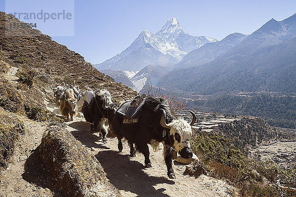 Yaks zu Fuß auf dem Wanderweg am Mt. Everest
