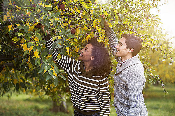 Lächelndes Paar pflückt Äpfel im Obstgarten
