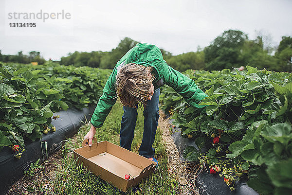 Junge pflückt Erdbeeren auf dem Feld