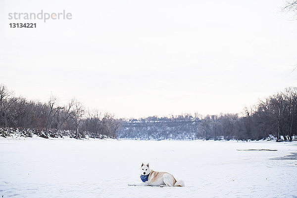 Hund sitzt auf verschneitem Feld vor klarem Himmel