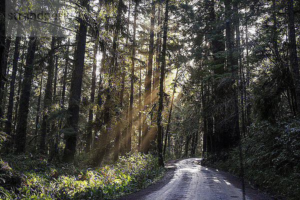 Leere Straße inmitten von Bäumen in Redwood National- und Staatsparks