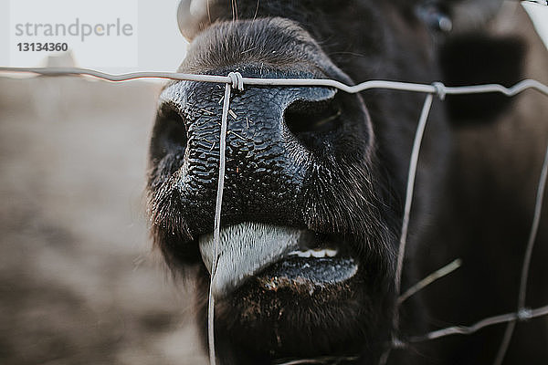 Nahaufnahme des amerikanischen Bisonleckzauns