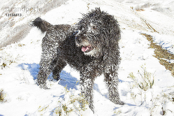 Hund steht auf verschneitem Feld