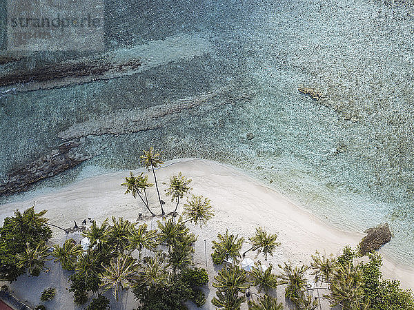 Luftaufnahme der am Strand wachsenden Palmen