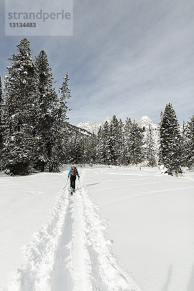 Rückansicht einer Frau mit Skiern  die auf einem schneebedeckten Feld im Wald spazieren geht