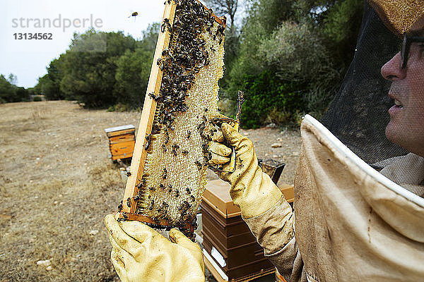 Imker untersucht Bienenstockrahmen am Feld an einem sonnigen Tag