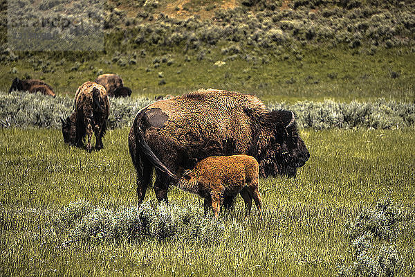 Amerikanischer Bison bei der Kälberfütterung auf dem Feld im Yellowstone-Nationalpark
