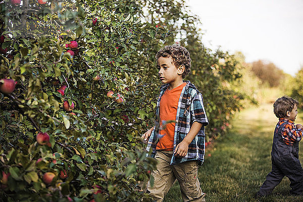 Junge untersucht Äpfel im Obstgarten