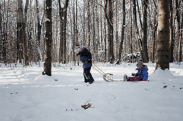 Seitenansicht eines Bruders  der seine Schwester zieht  die im Winter im Wald auf einem Schlitten sitzt