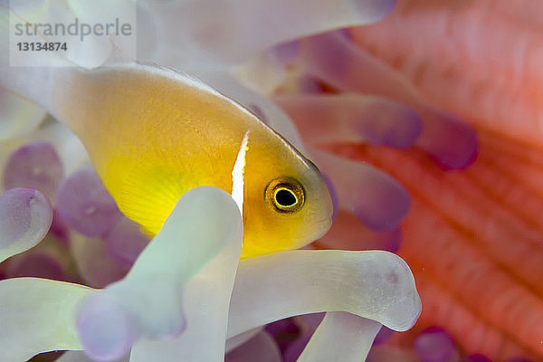 Rosa Anemonenfische (Amphiprion perideraion) schwimmen inmitten einer prächtigen Seeanemone