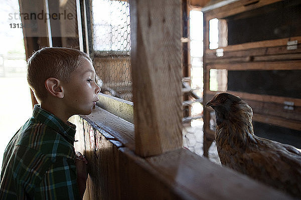 Seitenansicht eines Jungen  der ein Huhn ansieht  während er im Tierstall steht