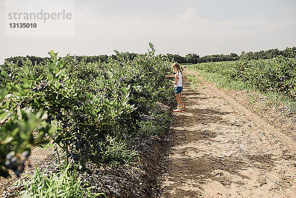 Seitenansicht eines Mädchens  das Blaubeeren von Pflanzen auf dem Feld pflückt