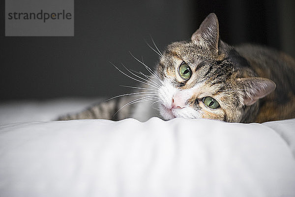 Porträt einer Katze  die zu Hause auf dem Bett liegt