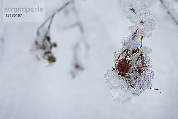 Nahaufnahme von gefrorenen Beerenfrüchten im Winter