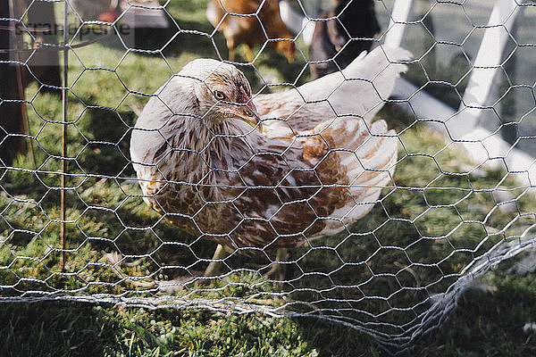 Hennen im Käfig auf Grasfeld bei sonnigem Wetter