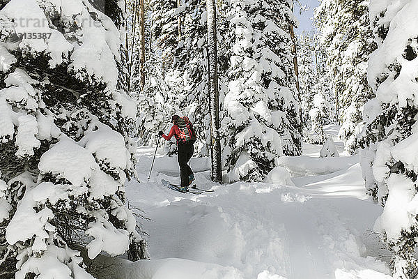 Rückansicht einer Frau mit Skiern  die auf einem schneebedeckten Feld im Wald spazieren geht