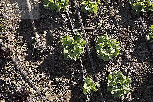 Draufsicht auf Salat  der auf dem Feld wächst