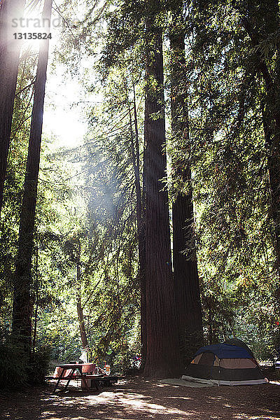 Zelt gegen Bäume im Wald an einem sonnigen Tag