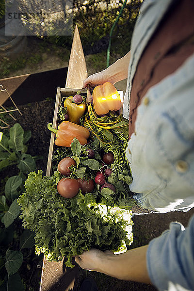 Draufsicht einer Frau  die auf einem Biobauernhof frisch geerntetes Gemüse in einer Kiste trägt
