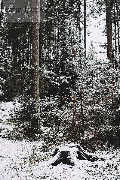 Schneebedeckte Bäume wachsen im Wald