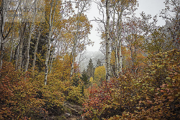 Pflanzen und Bäume im Wald im Herbst