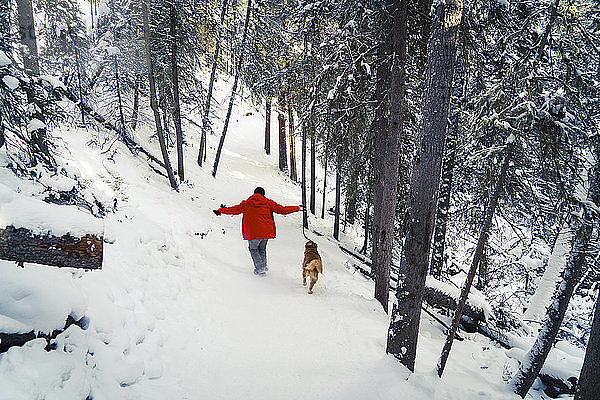 Rückansicht eines Mannes mit Golden Retriever auf einem schneebedeckten Feld im Wald