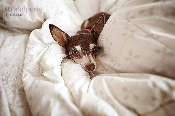 Porträt von Chihuahua auf dem Bett zu Hause