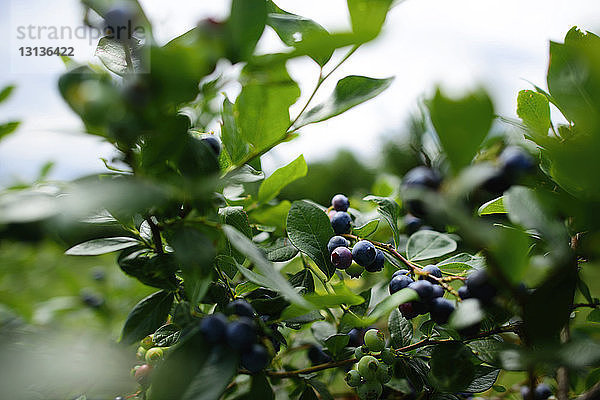 Nahaufnahme von Blaubeeren  die auf einem Baum im Betrieb wachsen