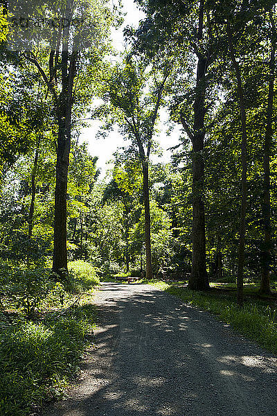 Straße durch Bäume am Wald