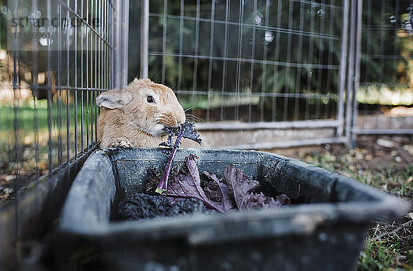 Nahaufnahme eines Kaninchens  das Blattgemüse aus einem Container im Käfig frisst