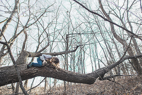 Niedrigwinkelansicht eines Mädchens  das auf einem Ast im Wald sitzt